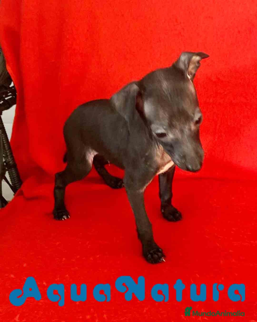 Pequeño Lebrel Italiano perros  Lebrel Italiano Macho 7346 de BN - AQUANATURA en Barcelona - Anuncio 2