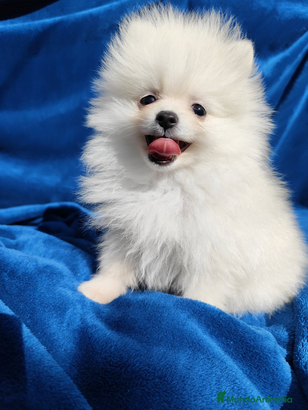 Pomerania perros en venta: Pomerania - Anuncio 1