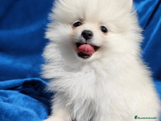 Pomerania perros Pomerania - Anuncio 1