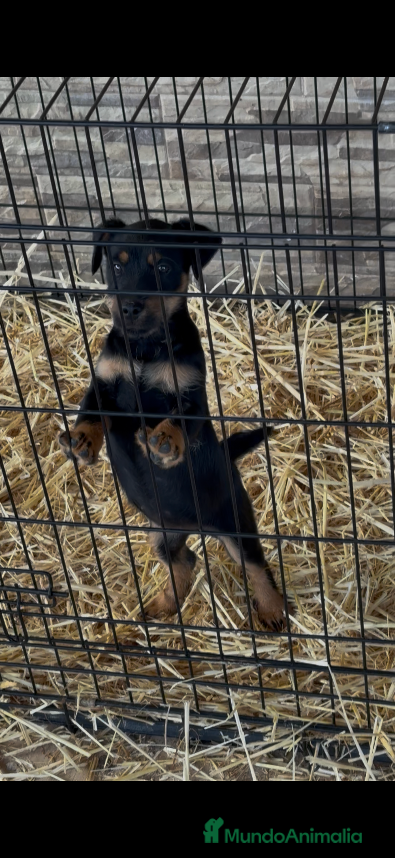 Terrier Alemán de Caza perros Hembra Jagd terrier  - Anuncio 1