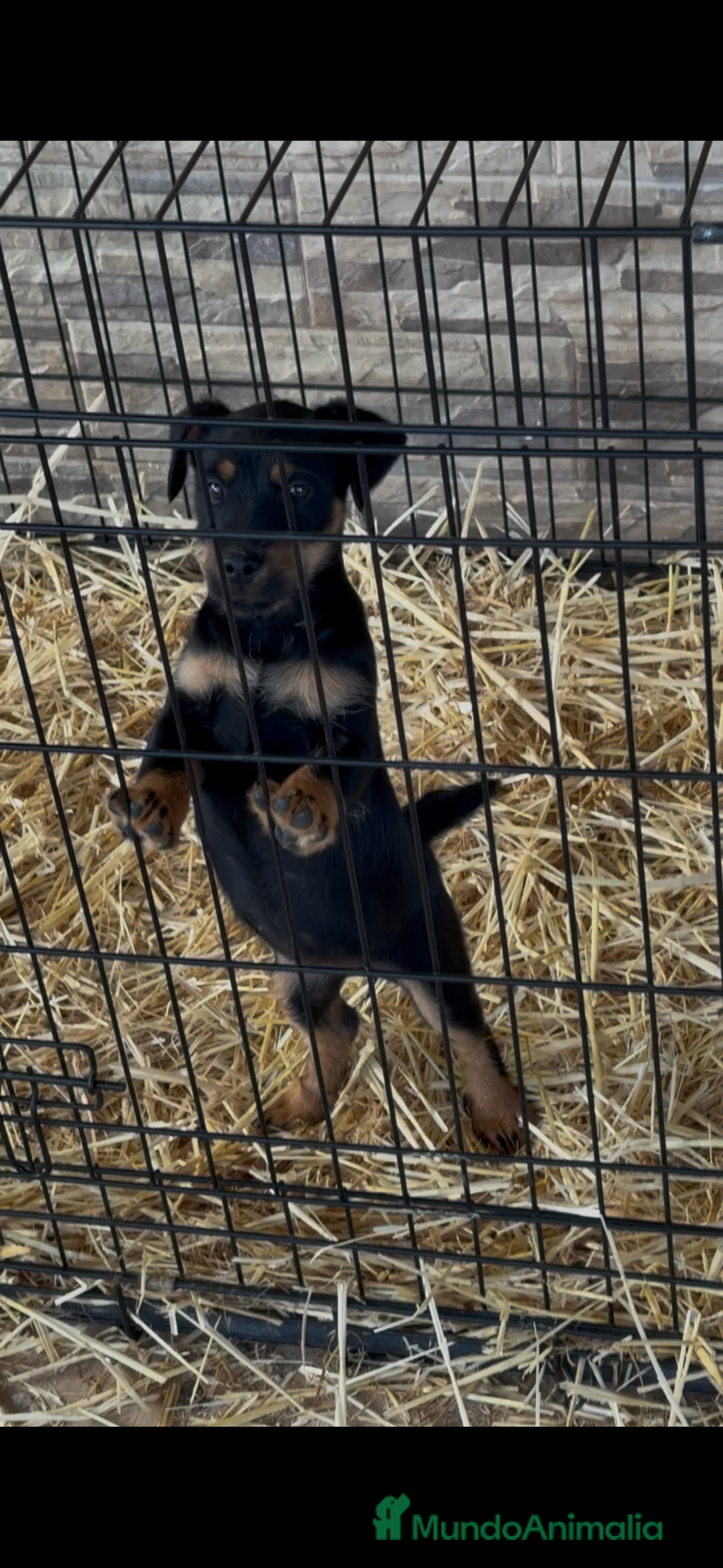 Terrier Alemán de Caza perros en venta: Hembra Jagd terrier  - Anuncio 1