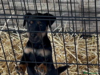 Terrier Alemán de Caza perros Hembra Jagd terrier - Anuncio 1