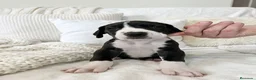 Dogo Alemán perros en venta: Camada de dogo alemán  - Anuncio 8
