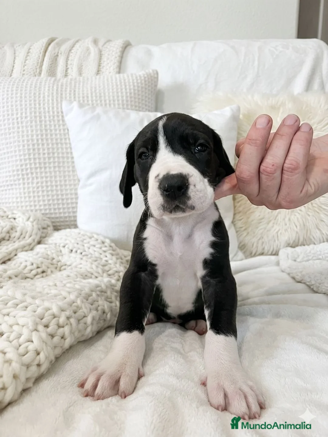 Dogo Alemán perros en venta: Camada de dogo alemán  - Anuncio 8