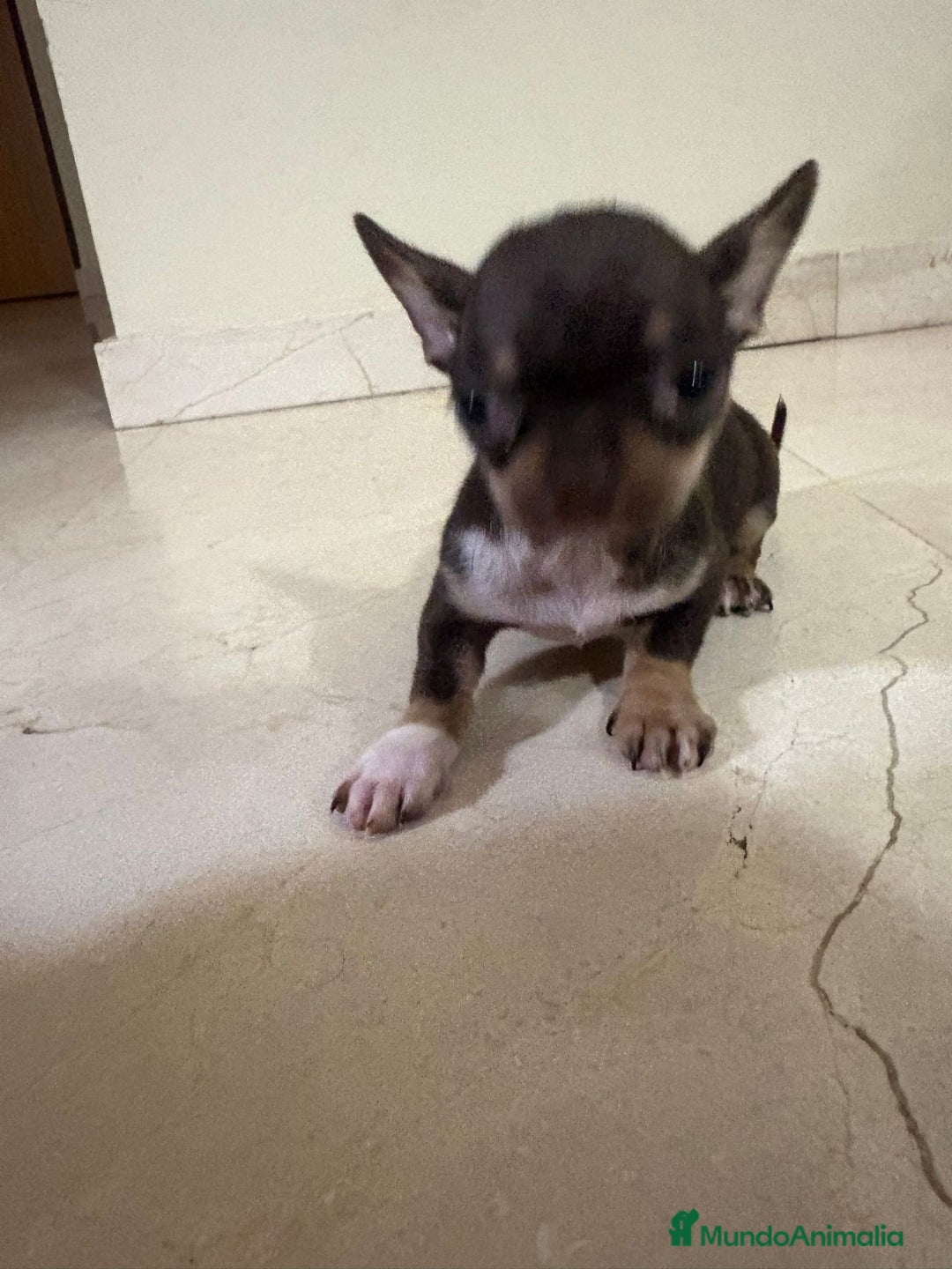 Chihuahua perros en venta: Chihuahua mini toy chocolate  - Anuncio 2