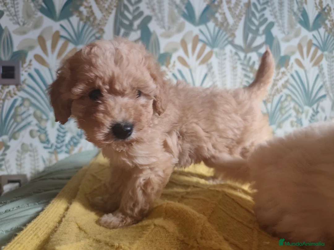 Caniche Toy perros en venta: Machitos caniche toy - Anuncio 8