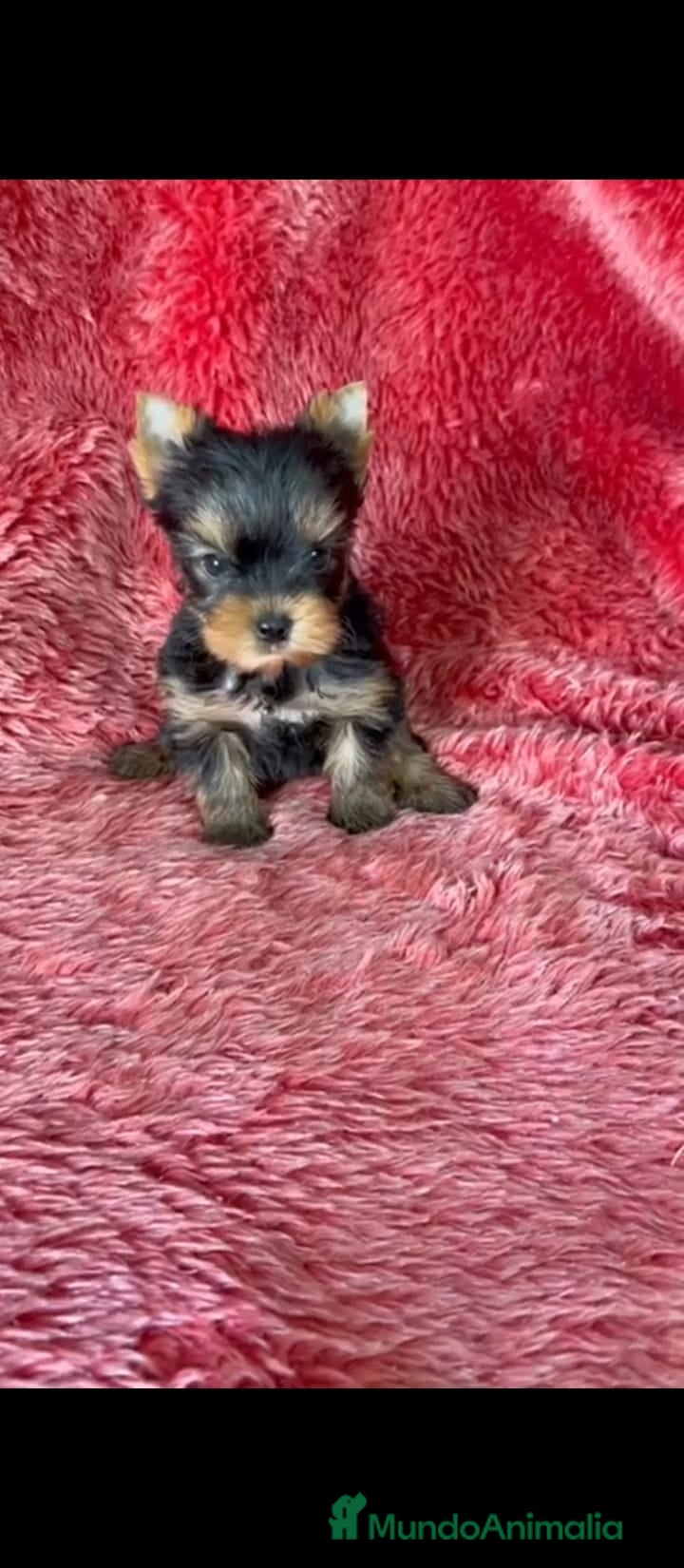 Yorkshire Terrier perros Yorkshire toy - Anuncio 2