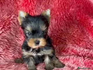 Yorkshire Terrier perros Yorkshire toy - Anuncio 2