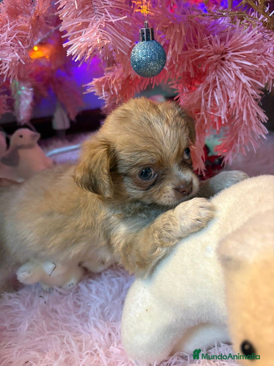 Chihuahua perros en venta: Chihuahua toy pelo largo  - Anuncio 2