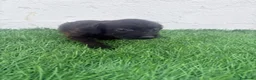 Raza Mixta perros en venta: Pootalian - Anuncio 4