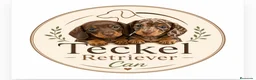 Teckel Miniatura perros en venta: Teckel miniatura y kaninchen - Anuncio 9