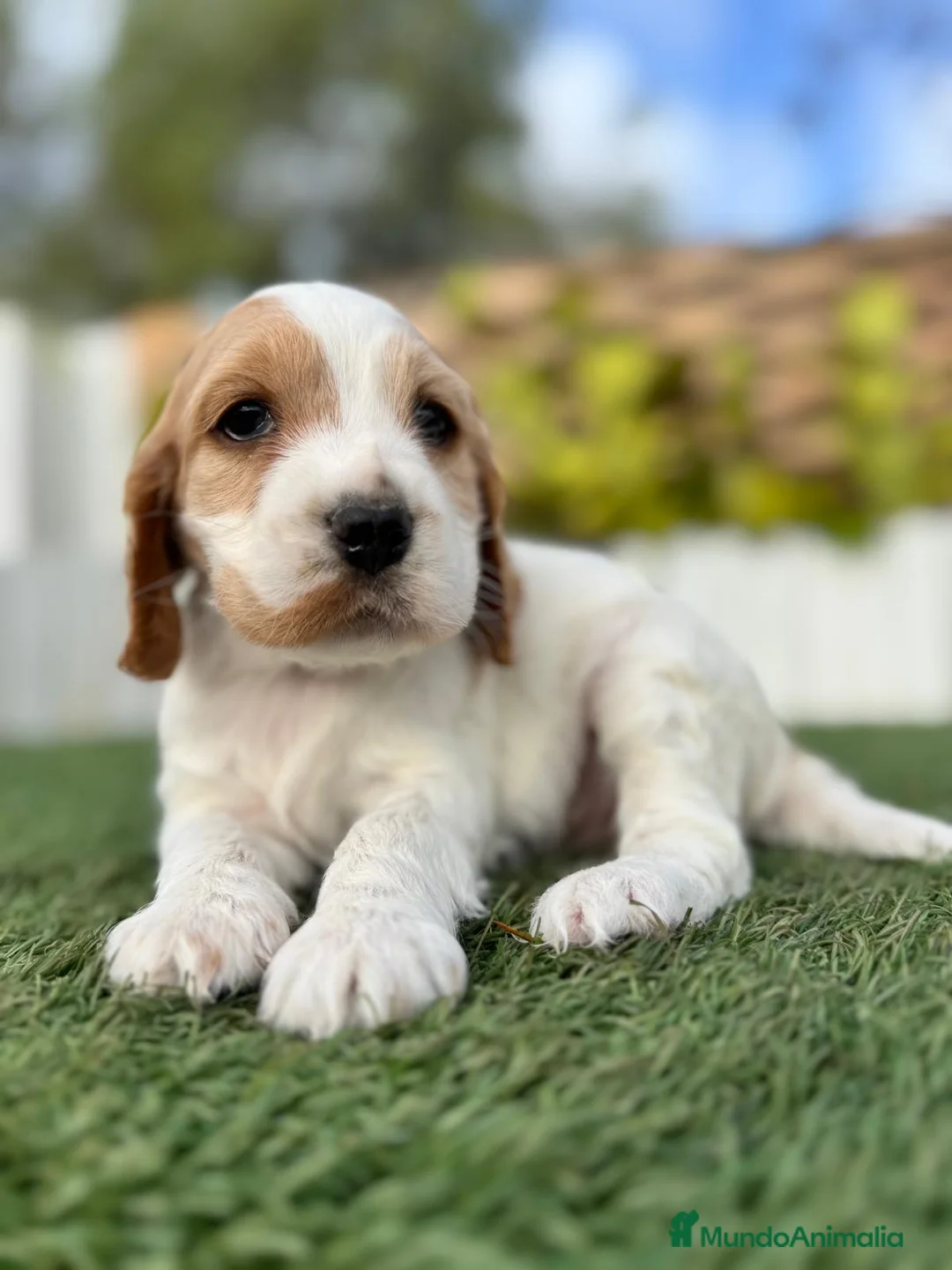 Cocker Spaniel Inglés perros en venta: COCKER HEMBRA - Anuncio 14