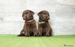 Labrador Retriever perros en venta: LABRADOR CHOCOLATE DISPONIBLE  - Imagen 6