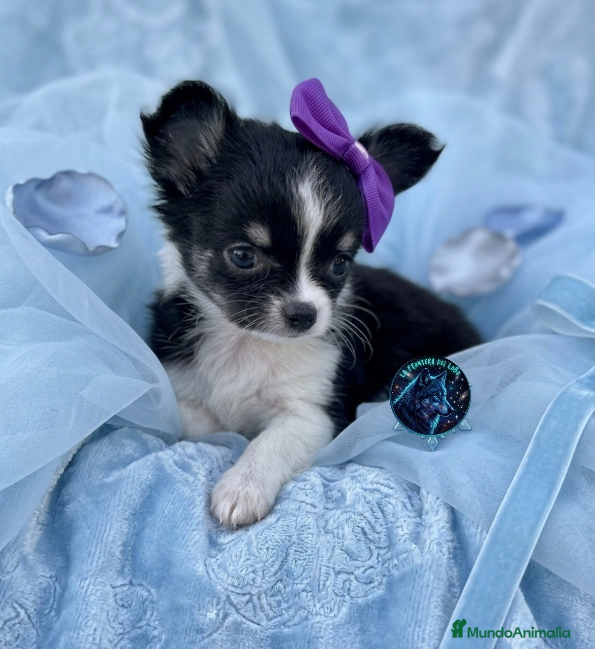 Chihuahua perros Chihuahua  - Anuncio 1