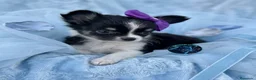 Chihuahua perros en venta: Chihuahua  - Anuncio 1