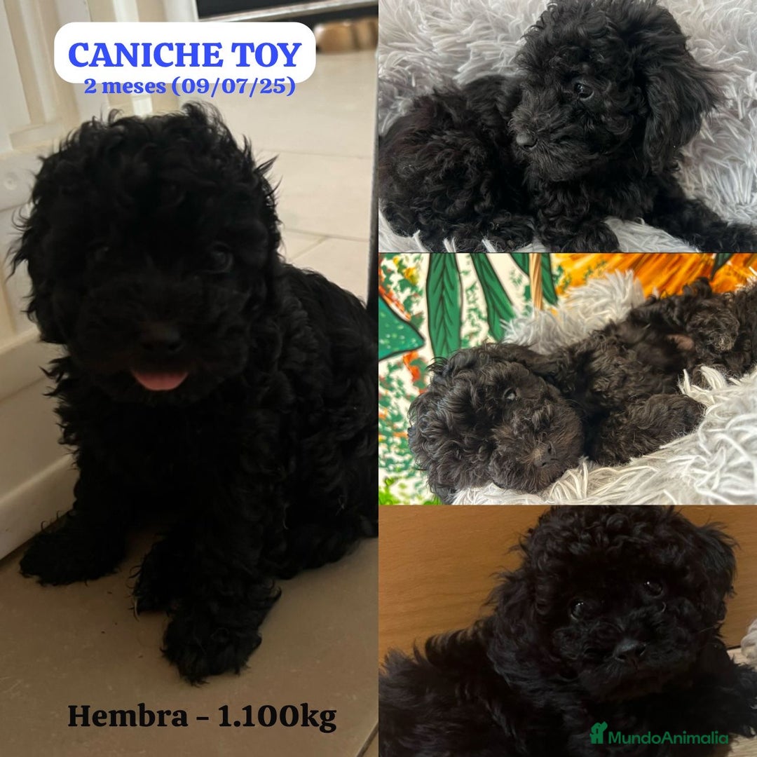 Caniche Toy perros en venta: Disponible cachorros de caniche toy - Imagen 3