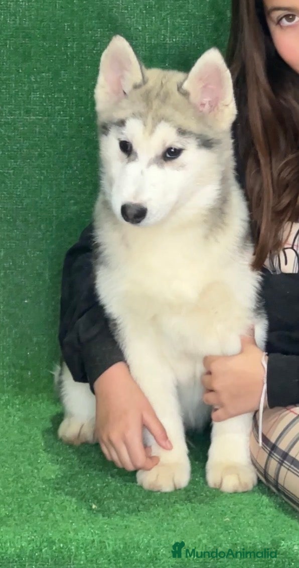 Husky Siberiano perros Ultimos 3 cachorros  - Anuncio 1
