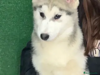 Husky Siberiano perros Ultimos 3 cachorros - Anuncio 1