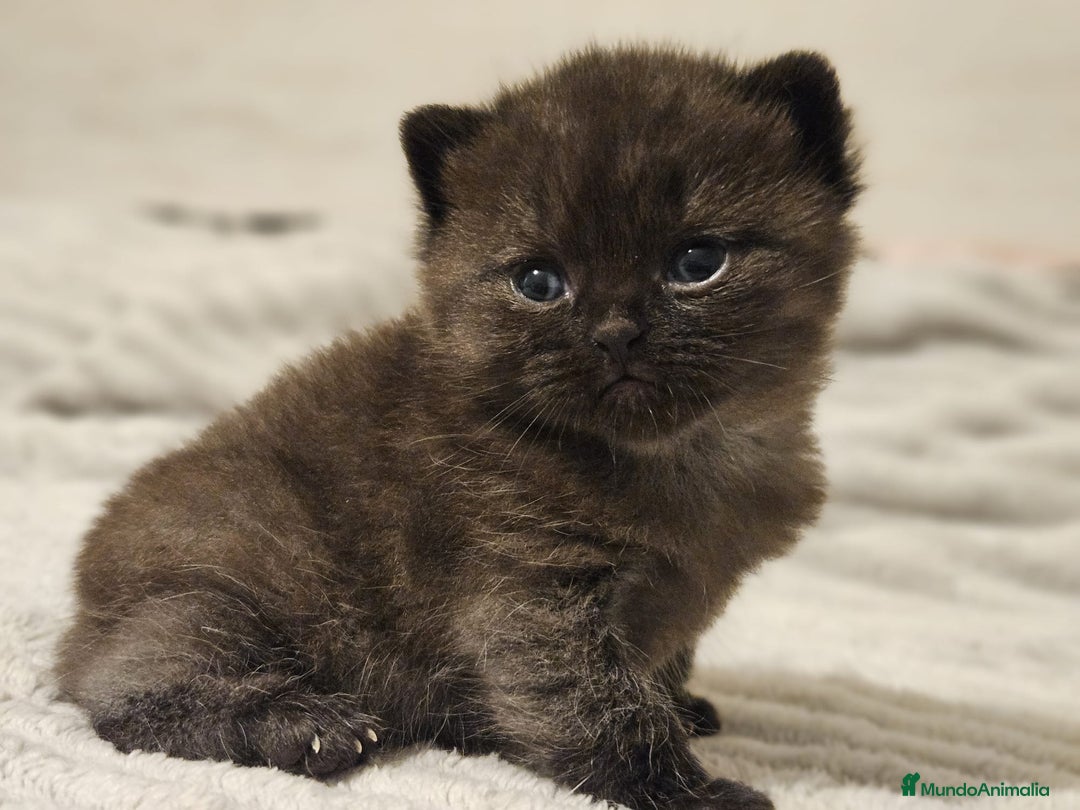 Británico de Pelo Corto Azul gatos en venta: Brithis varios colores pelo corto y largo  - Imagen 4