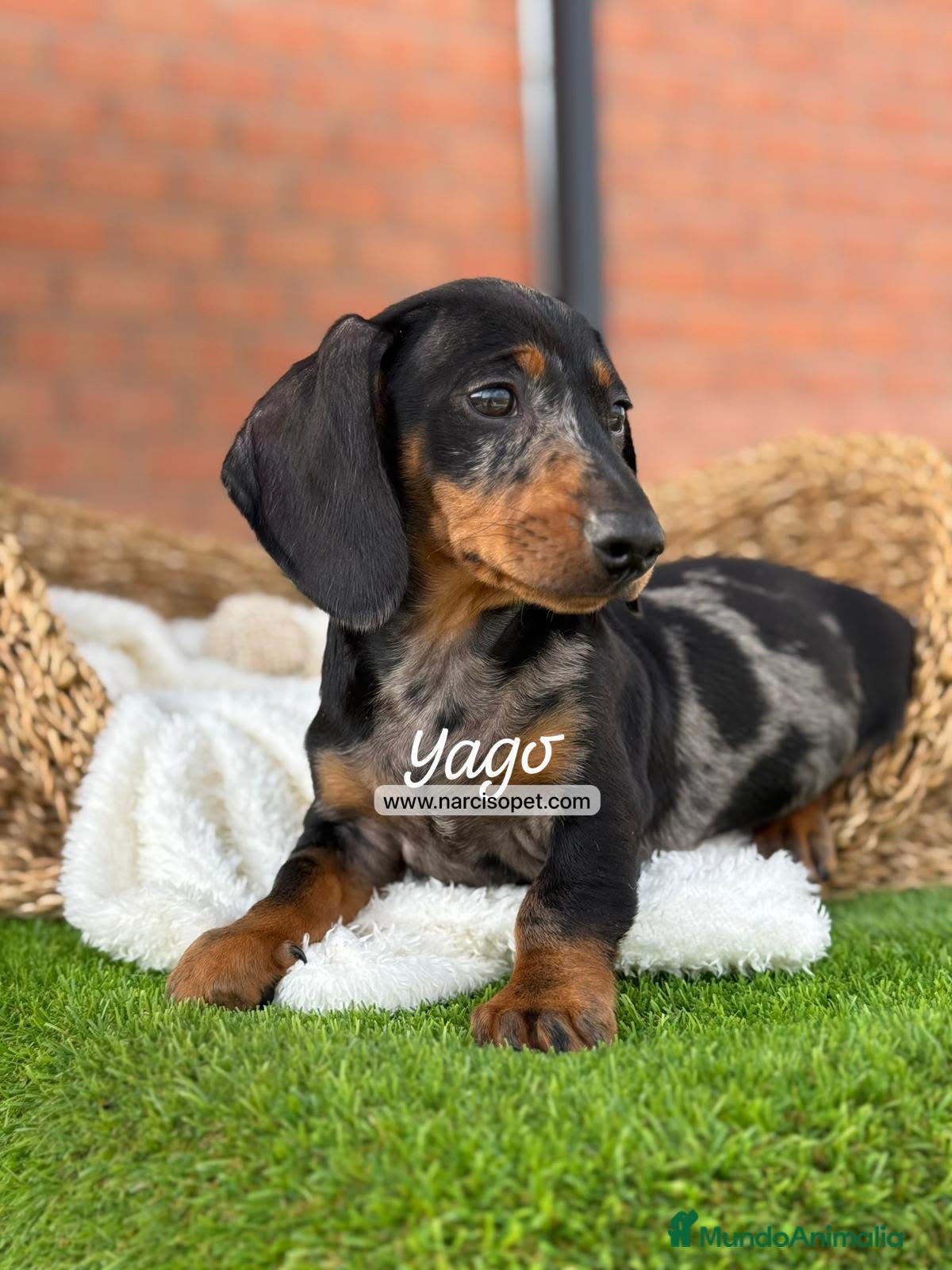 Teckel Miniatura perros en venta: TECKEL ARLEQUIN - Anuncio 4
