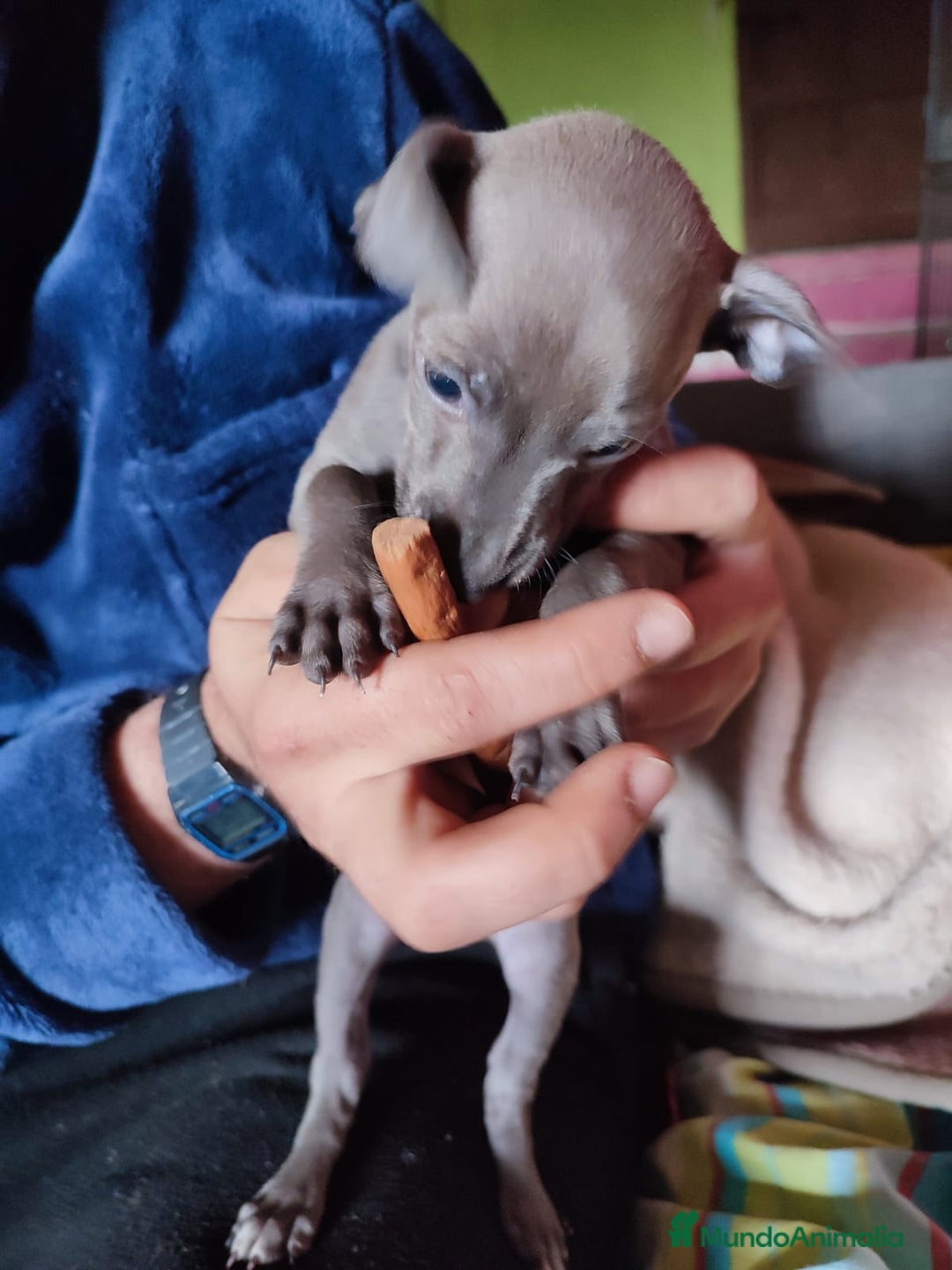 Pequeño Lebrel Italiano perros en venta: Lebrel picolo italiano  - Anuncio 5