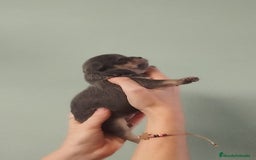 Chihuahua perros en venta: Hermoso chihuahua macho blue - Anuncio 2