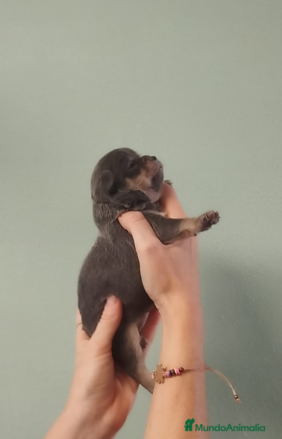 Chihuahua perros en venta: Hermoso chihuahua macho blue - Anuncio 2