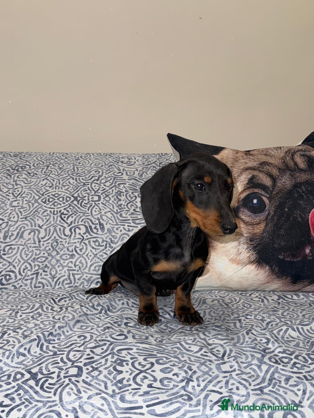 Teckel Miniatura perros en venta: Teckel Kanichen Negro fuego  - Anuncio 1