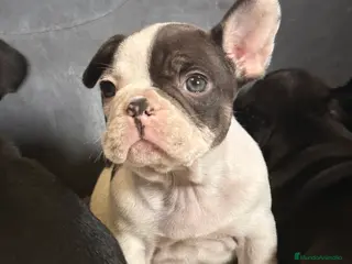 Bulldog Francés perros Bulldog francés - Anuncio 1