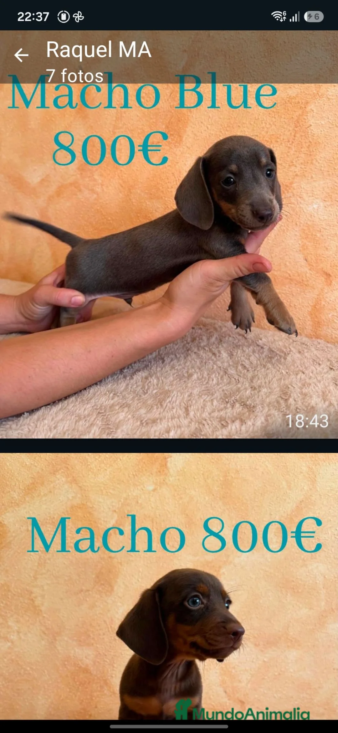 Teckel Miniatura perros en venta: Teckel minis de máxima calidad  - Anuncio 8