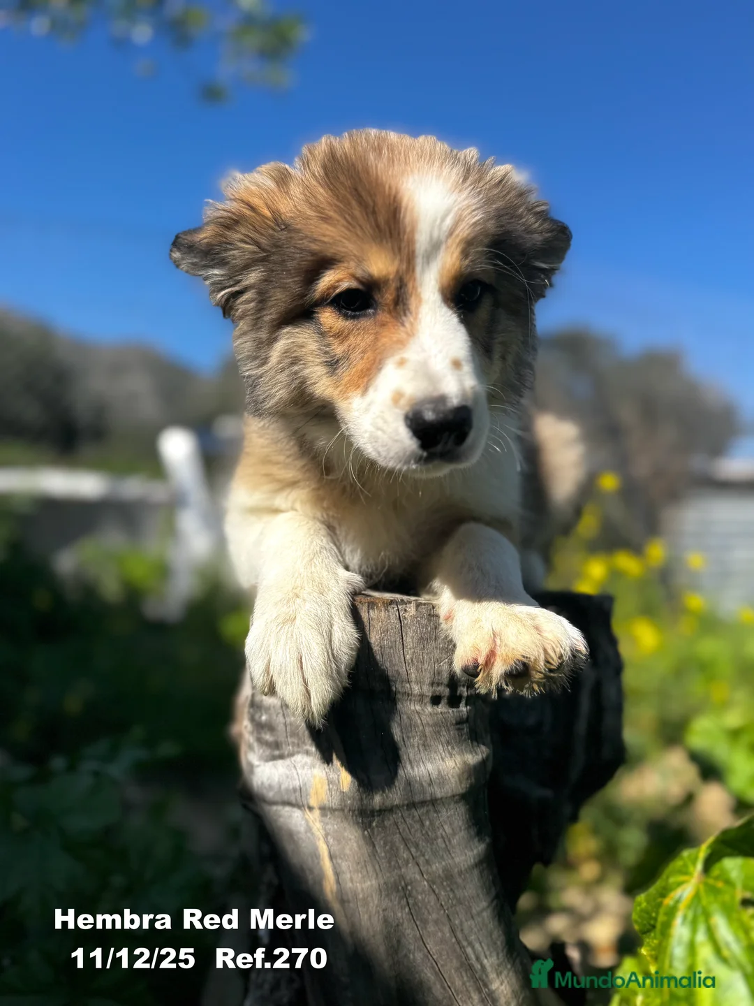 Border Collie perros en venta: Border Collie De Villa Biznaga - Anuncio 8