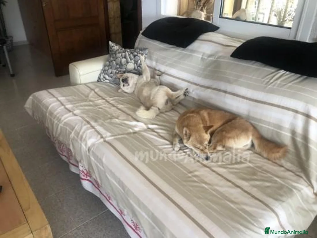 Imagen de galería {{count}}