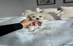 Maltipoo perros en venta: Maltipoo - Anuncio 1