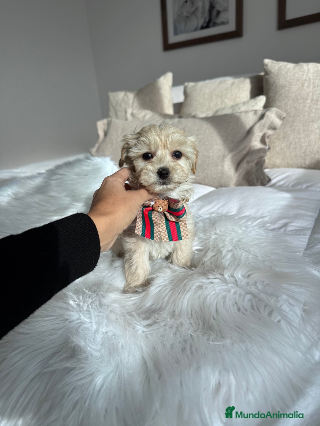 Maltipoo perros en venta: Maltipoo - Anuncio 1