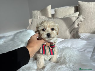 Maltipoo perros Maltipoo - Anuncio 1