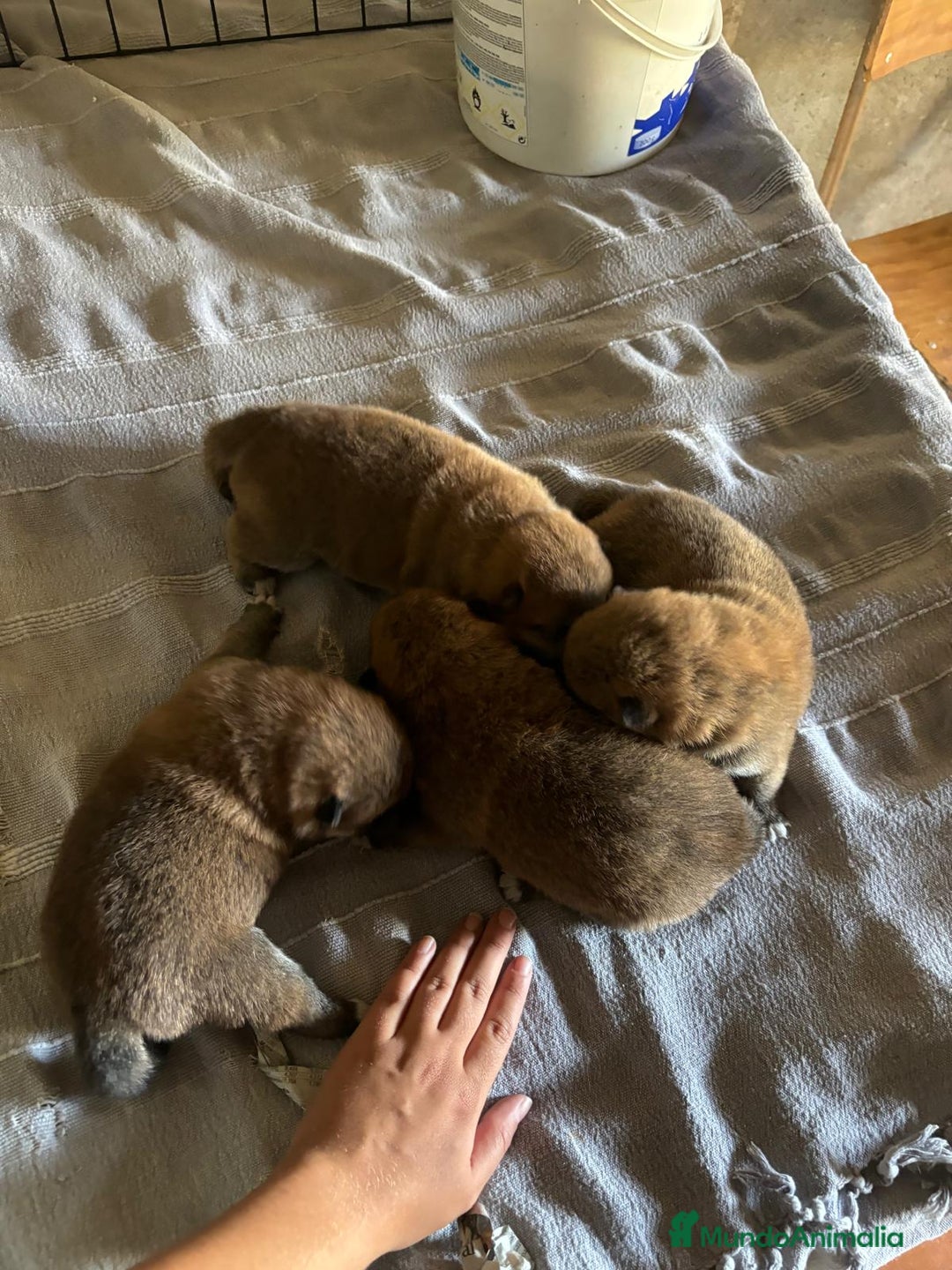 Shiba Inu perros en venta: SHIBA INU PONTEVEDRA - Anuncio 6