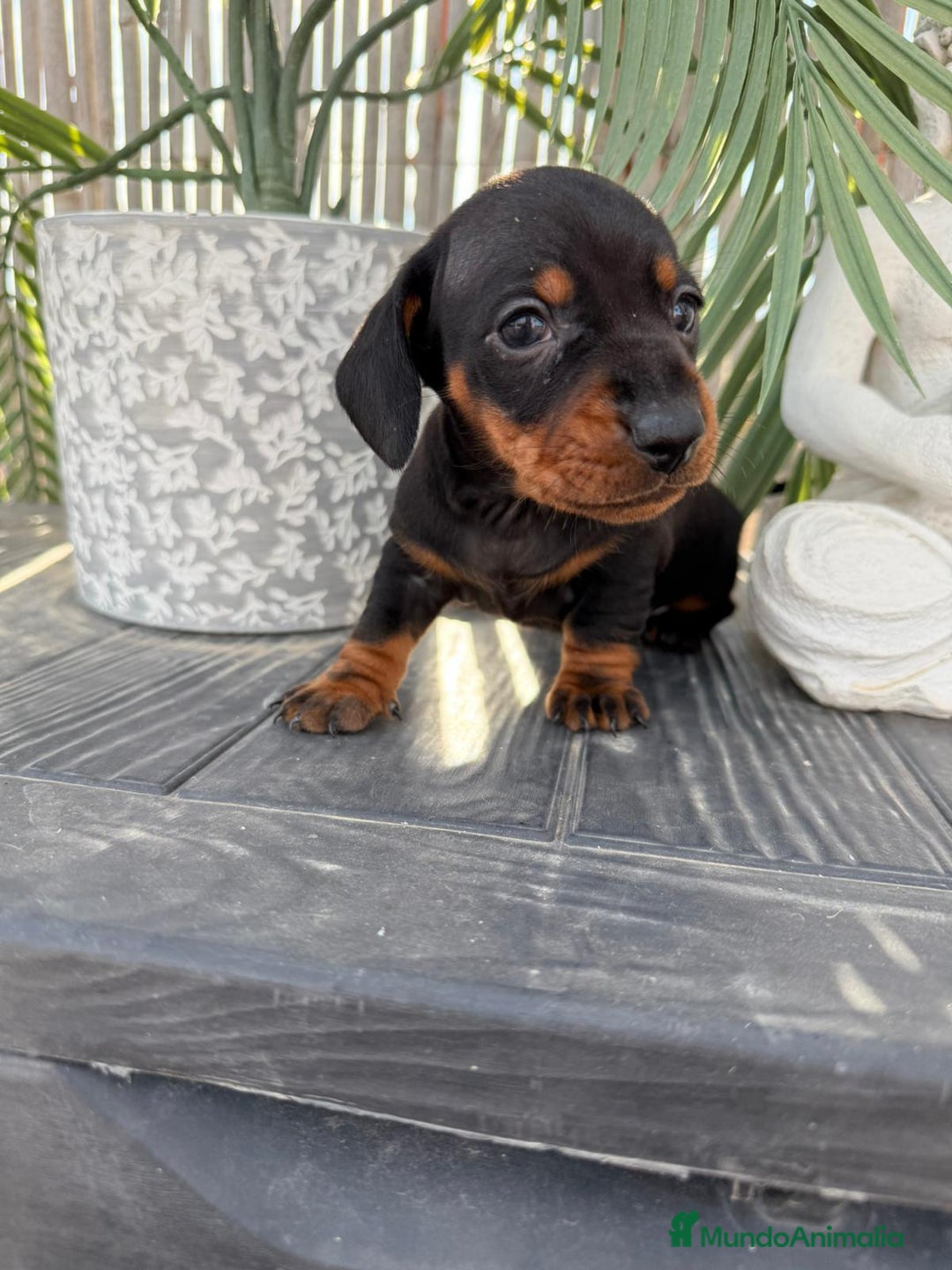 Teckel Miniatura perros en venta: Teckel miniatura - Imagen 1