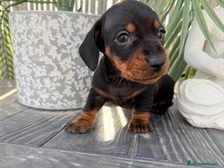 Teckel Miniatura perros - Anuncio 1