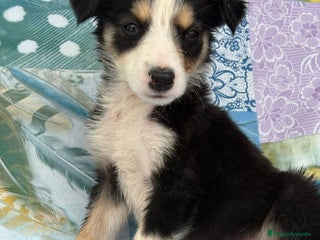 Border Collie perros - Anuncio 15