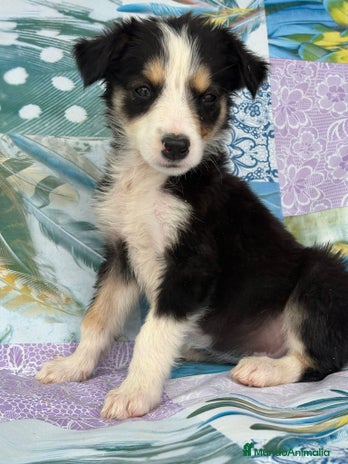 Border Collie perros - Anuncio 1