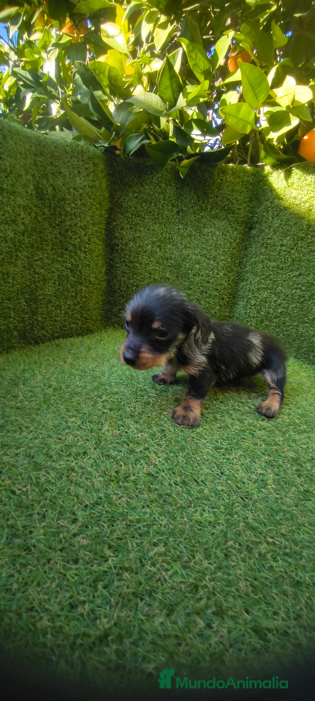 Teckel Miniatura perros en venta: camada teckel miniatura  - Anuncio 20