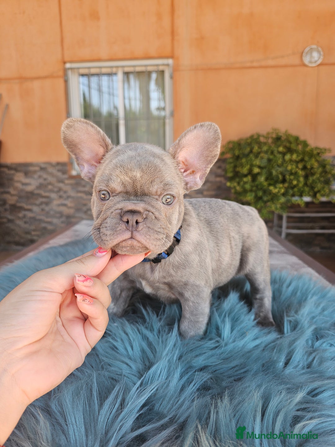 Bulldog Francés perros en venta: Bulldog francés lilac - Imagen 3