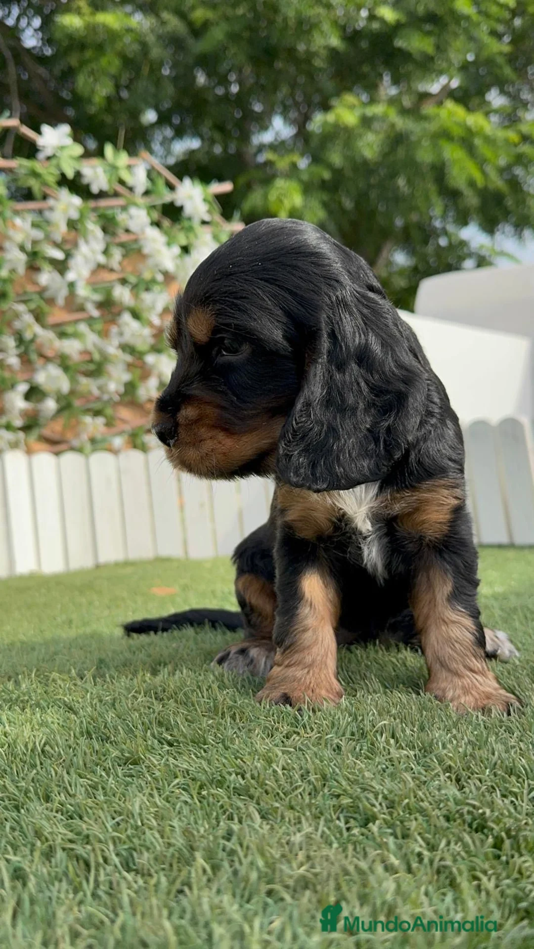 Cocker Spaniel Inglés perros en venta: COCKER SPANIEL INGLÉS 🎀 - Anuncio 2