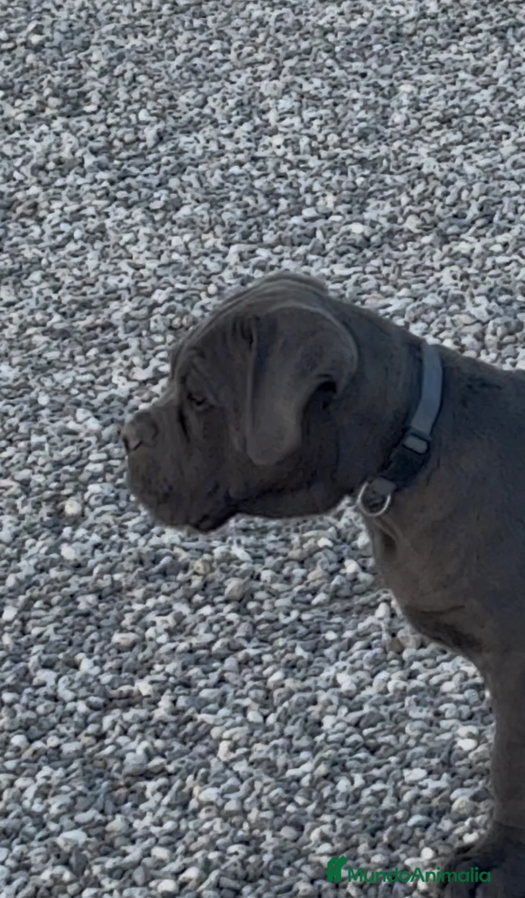 Cane Corso perros en venta: Cachorro de cane corso  - Anuncio 1