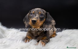 Teckel Miniatura perros en venta: CACHORROS TECKEL MERLE PLATA - Imagen 4