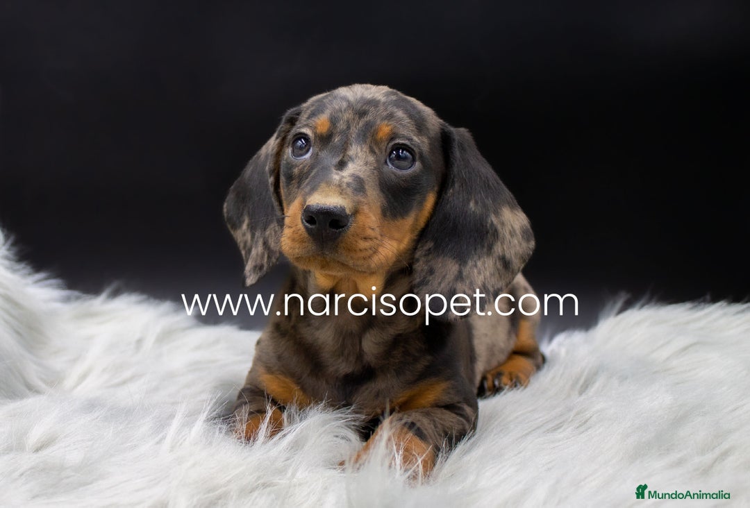 Teckel Miniatura perros en venta: CACHORROS TECKEL MERLE PLATA - Imagen 4