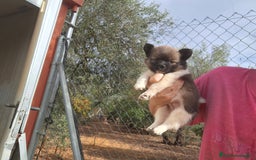 Pomchi perros en venta: Pomchis espectaculares - Imagen 3