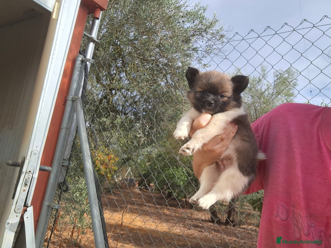 Pomchi perros en venta: Pomchis espectaculares - Imagen 3