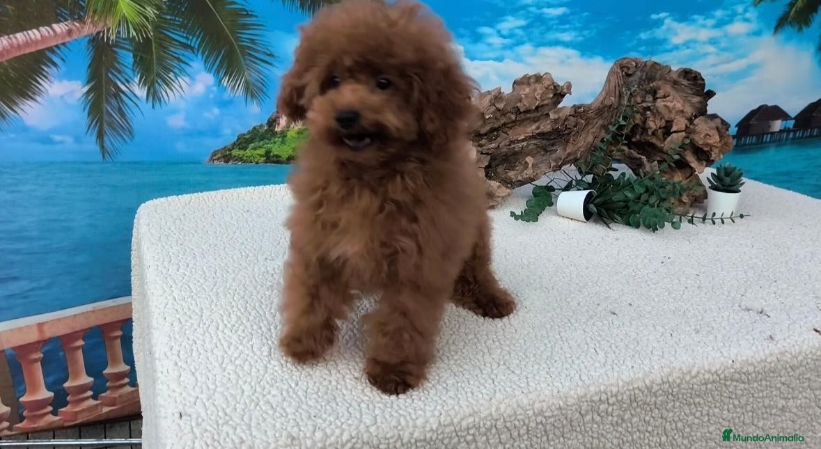 Caniche Toy perros Caniches toy - Anuncio 19