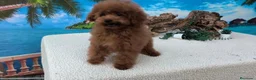 Caniche Toy perros en venta: Caniches toy - Anuncio 3